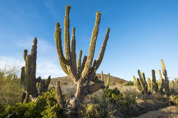 Desert landscape in Mexico — Stock Photo, Image