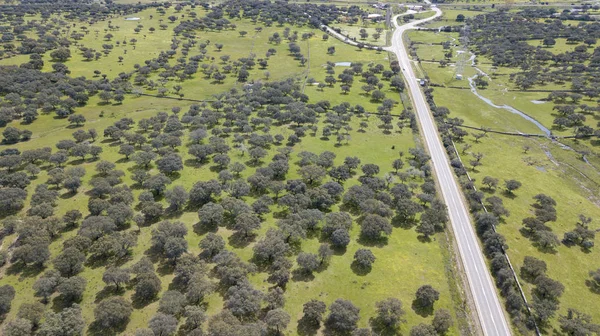 Road crossing the dehesa of Extremadura — Stock Photo, Image