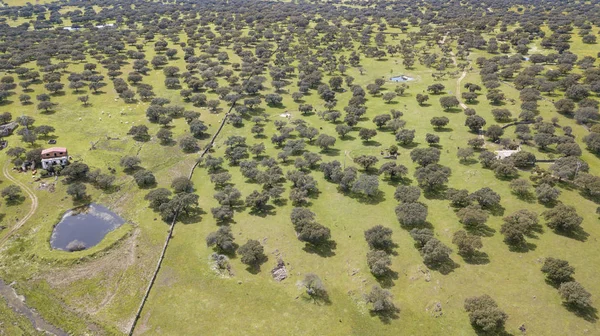 Agricultural and livestock lands in Spain — Stock Photo, Image