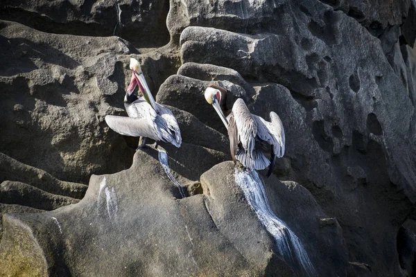 pelicans in the coast