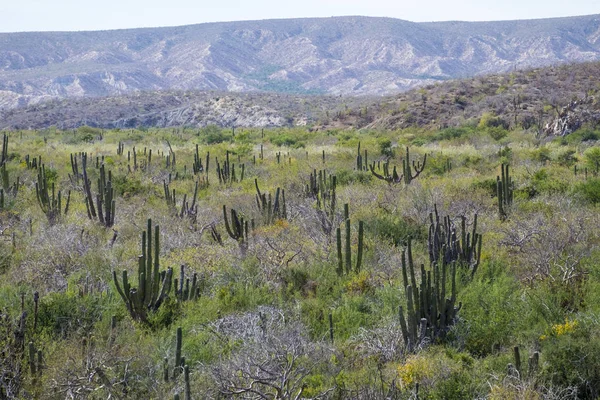 Landscape in Mexico — Stock Photo, Image