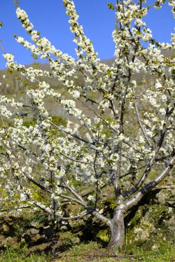 İspanya'da Extremadura Özerk Topluluğu Caceres ilinde Valle del Jerte erken ilkbaharda kiraz ağaçlarının Çiçekli