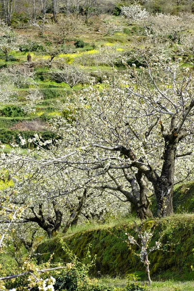 Floração Cerejeiras Início Primavera Valle Del Jerte Província Cáceres Comunidade — Fotografia de Stock