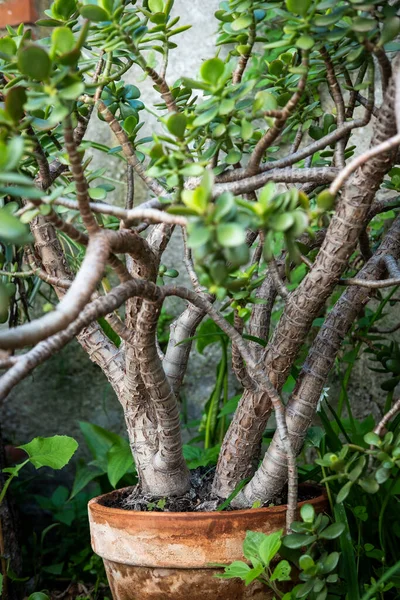 Detalle Jardín Estilo Mediterráneo Barcelona Los Primeros Días Primavera — Foto de Stock