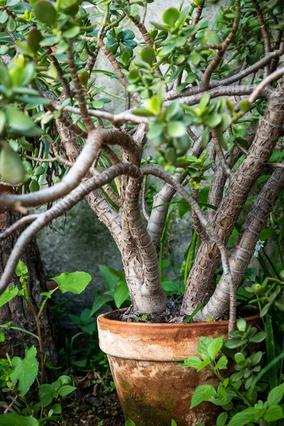 Detalle Jardín Estilo Mediterráneo Barcelona Los Primeros Días Primavera — Foto de Stock