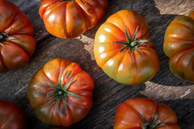 Kendi tüketimi için kırsal bir alanda organik bir şehir bahçesinde üretilen bir grup kırmızı domatesin ön görüntüsü.