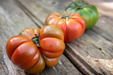 Katalonya 'nın Barcelona şehrindeki sıfır kilometrelik ekolojik domates bahçesini hasat edin.