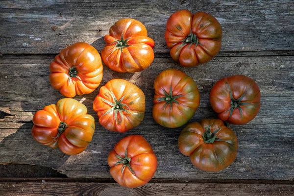 Vista Frontal Superior Grupo Tomates Vermelhos Produzidos Jardim Urbano Orgânico — Fotografia de Stock