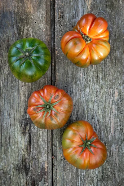 Raccolta Orto Ecologico Urbano Pomodori Produzione Chilometro Zero Nella Zona — Foto Stock