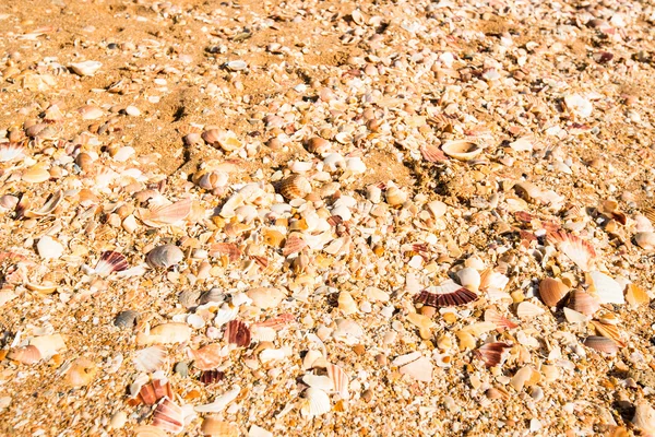 Deniz kabukları, kum — Stok fotoğraf
