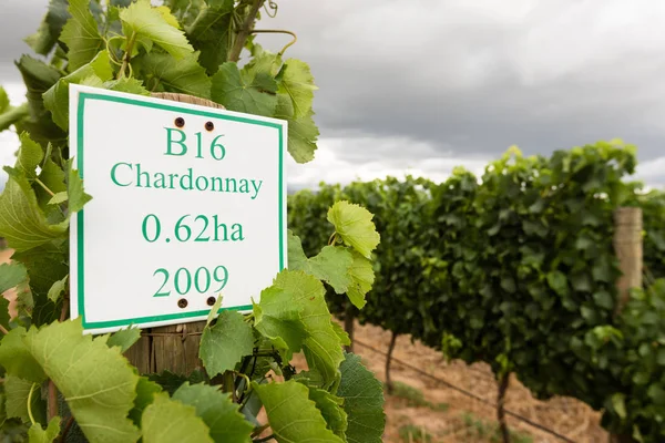 Youung Chardonnay szőlő-szőlőhegy — Stock Fotó