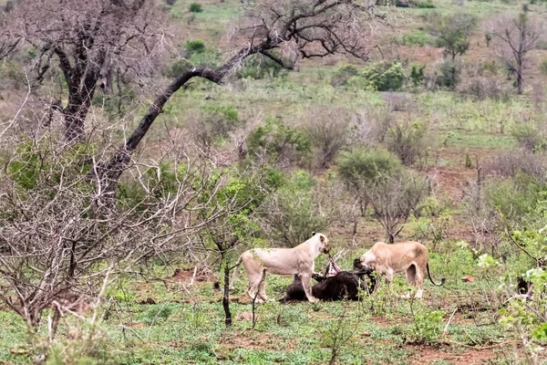 Dos leonas en la matanza — Foto de Stock