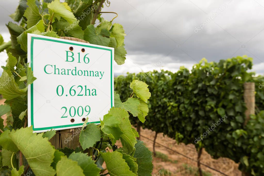 Youung Chardonnay grapes in wineyard