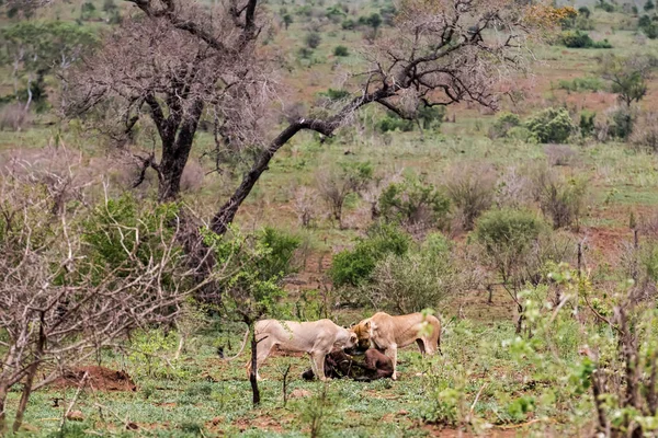 Öldürmek, iki lionesses — Stok fotoğraf