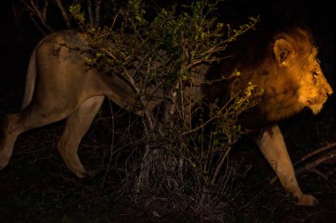 Gece erkek Afrika aslanı