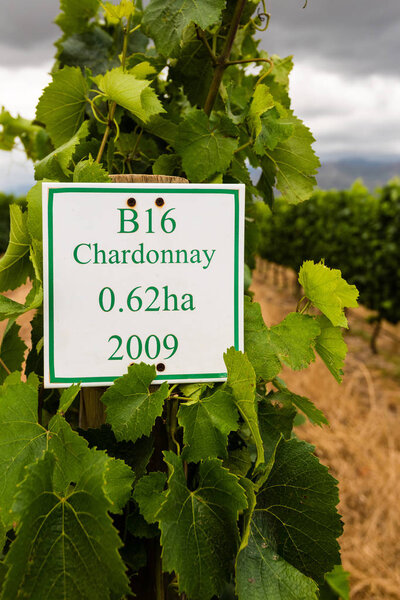 Юнг Шардоне виноград в винограднике
