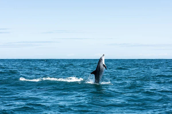 Dolfijn schieten meteen uit het water — Stockfoto
