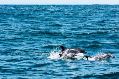 Suda oynarken yunus aile