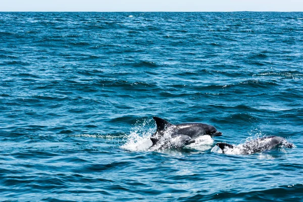 Dolfijn familie spelen in het water — Stockfoto