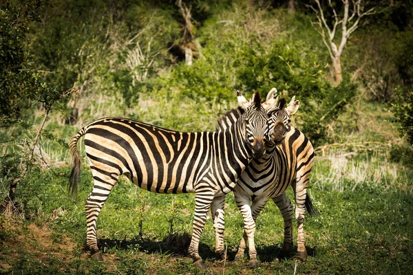 Láska mezi dvěma zebry — Stock fotografie