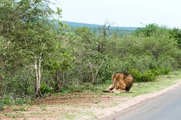 Erkek Afrika aslanı — Stok fotoğraf