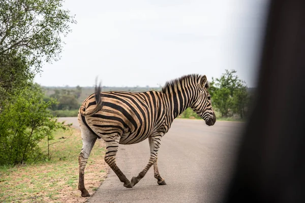 Attraversamento zebra g — Foto Stock
