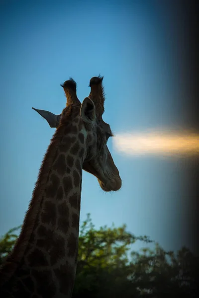 Tête de girafe au coucher du soleil — Photo