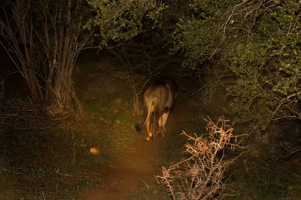 Leone africano maschio di notte — Foto Stock