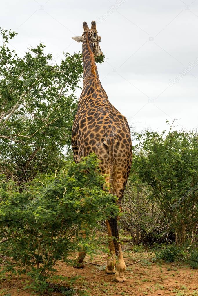 Giraffe grazing in the bush
