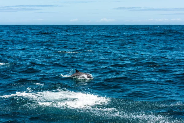 Dolfijn familie spelen in het water — Stockfoto