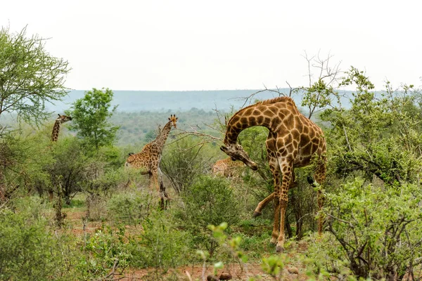 Girafes se nourrissant dans la brousse — Photo