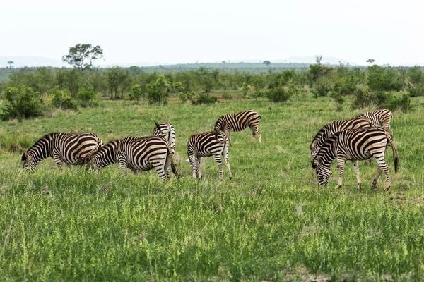 Mandria di zebre in Sud Africa — Foto Stock