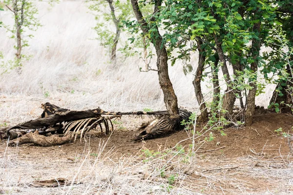 Ölü bir zebra kalıntıları — Stok fotoğraf