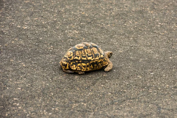 Tortuga leopardo descansando en un camino pavimentado —  Fotos de Stock