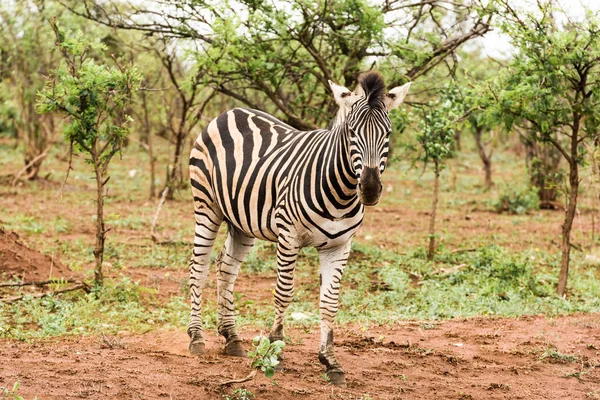 Zebra solitaria nel cespuglio africano — Foto Stock