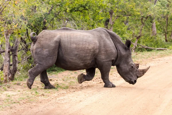 Rinoceronte Blanco cruzando la carretera — Foto de Stock