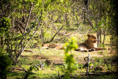 İki lionesses güneşte dinlenme