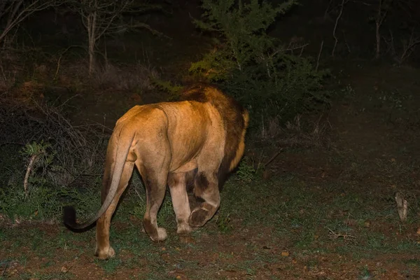 Mannelijke Afrikaanse leeuw bij nacht — Stockfoto
