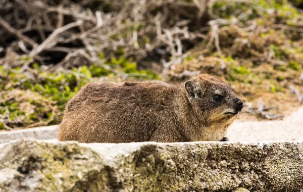 Rock dassie on the rock in South Africa — Stock Photo, Image