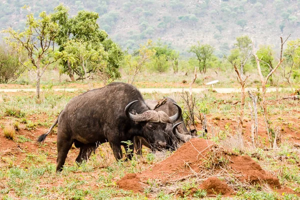 Ritratto di bufalo africano con uccelli — Foto Stock