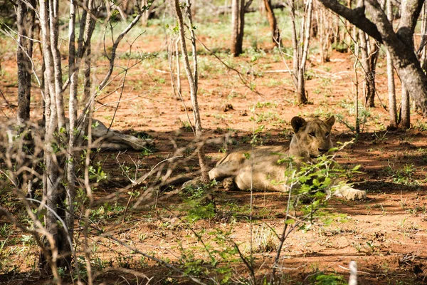 Леви, відпочиваючи в тіні — стокове фото