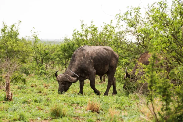 Retrato de búfalo africano — Foto de Stock