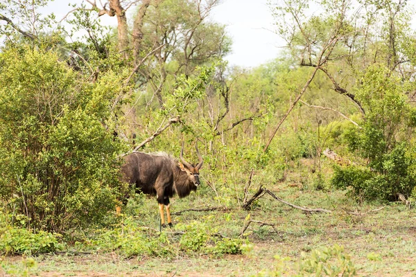 Portrait de nyala des basses terres mâle, Tragelaphus angasii — Photo