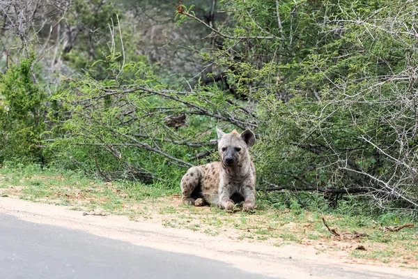 Wild Spotted Hyena posando junto al camino pavimentado — Foto de Stock