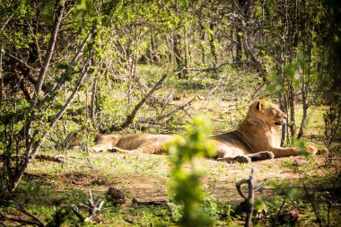 İki lionesses güneşte dinlenme