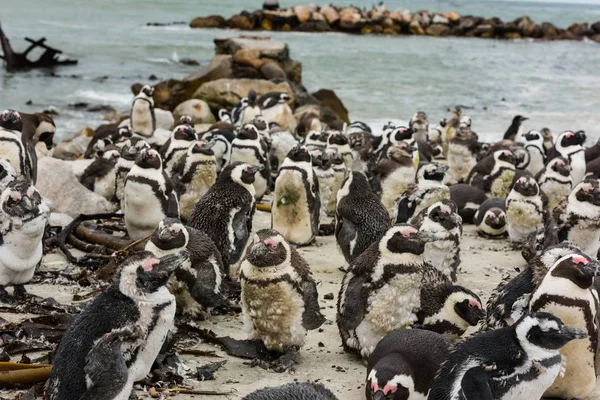 Pingüinos asno africanos — Foto de Stock