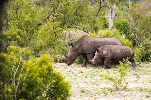 Familia de rinocerontes africanos — Foto de Stock