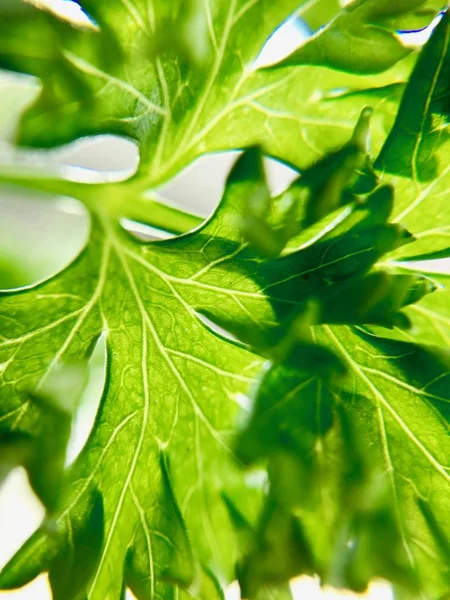 Closeup of fresh parsley — Stock Photo, Image