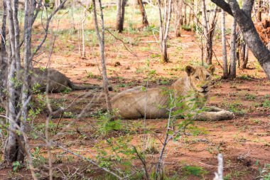 Güneşin altında oturan aslanlar