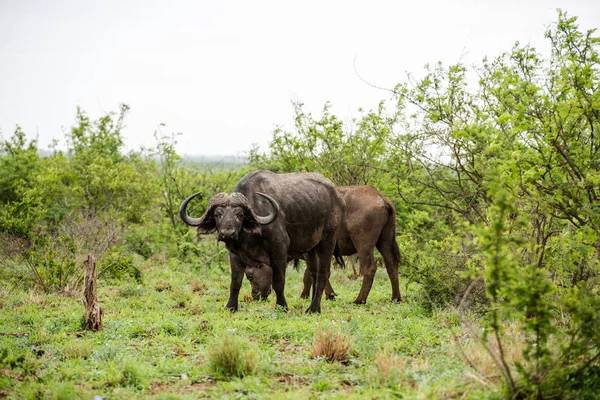 Ritratto di bufalo africano — Foto Stock